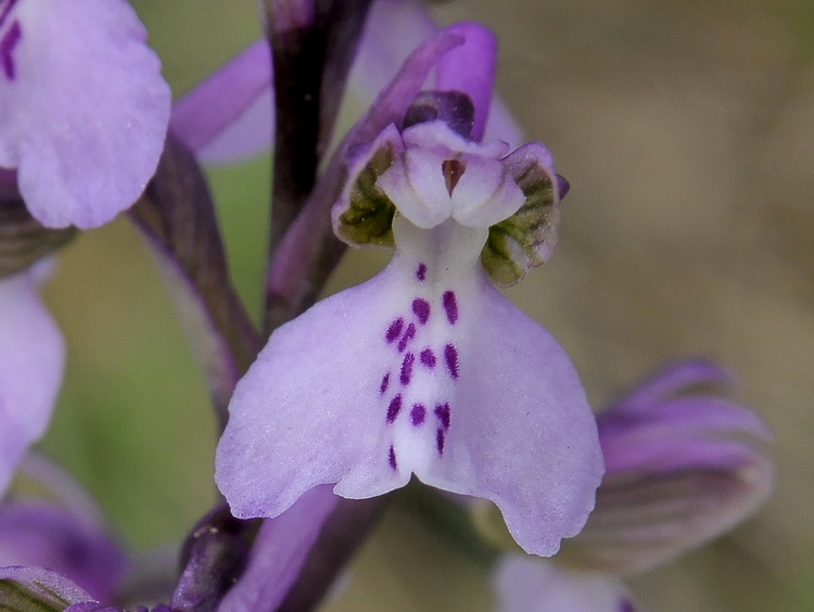 Orchidee del Casentino 2009